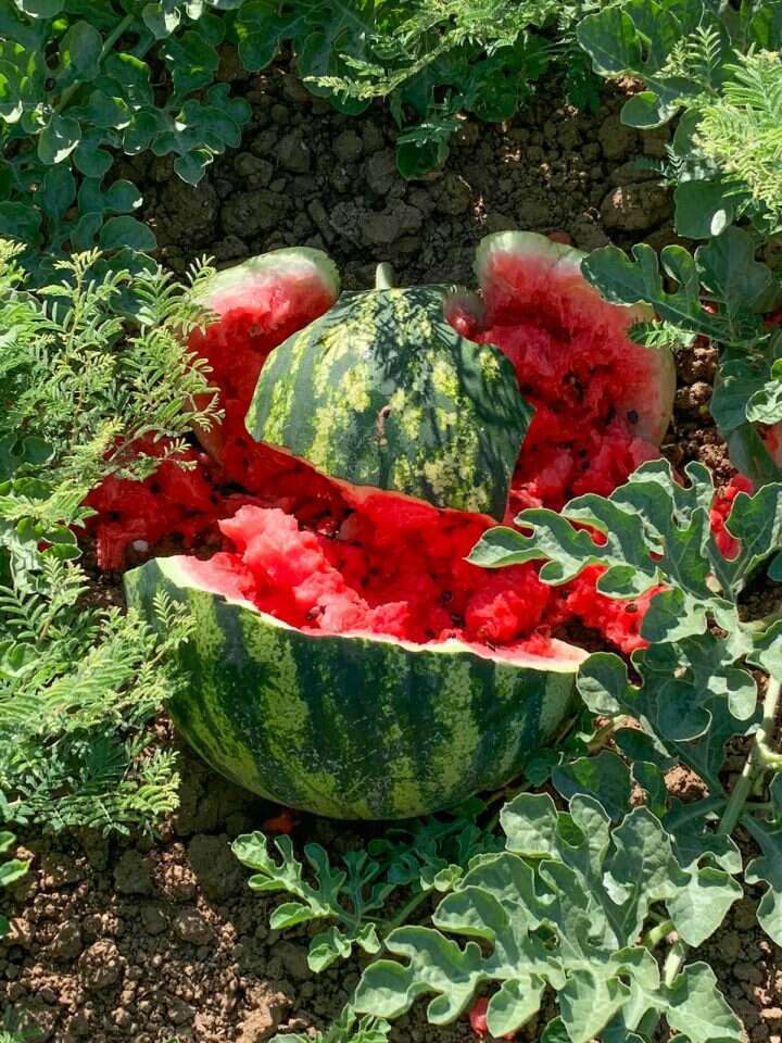 דרור בלבן דרור בלבן