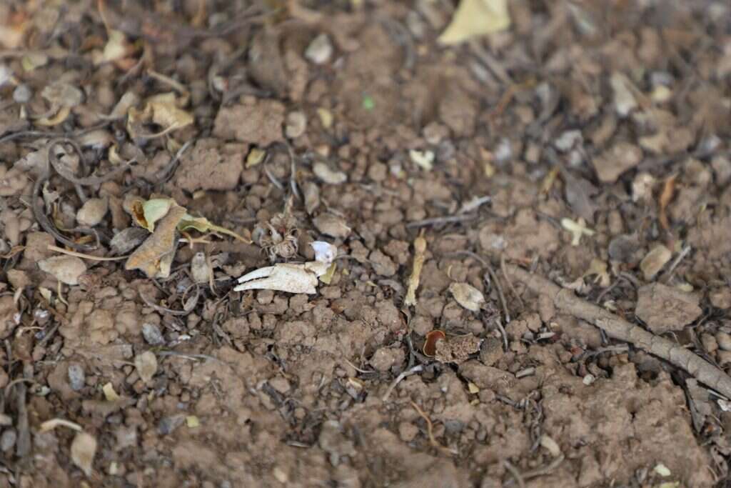 צבת של סרטן. | יעל (פרוינד) אברהם
