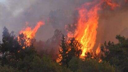 שריפת יער. | שאטרסטוק