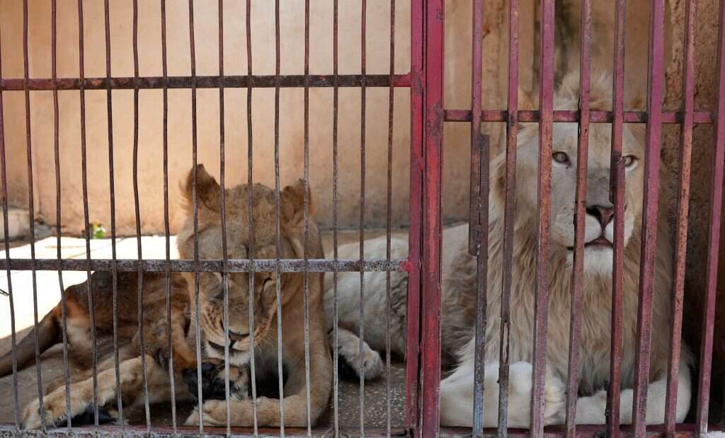 אריות בגן החיות של צור. | רויטרס