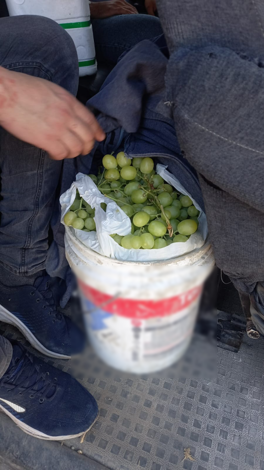 חלק מהענבים שנתפסו. | דוברות המשטרה