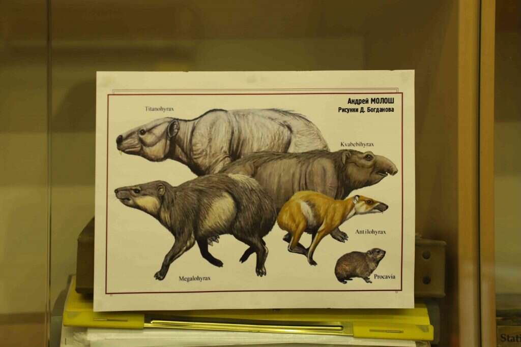 אימתניים למדי. אבות השפן. | עמיעל אילני