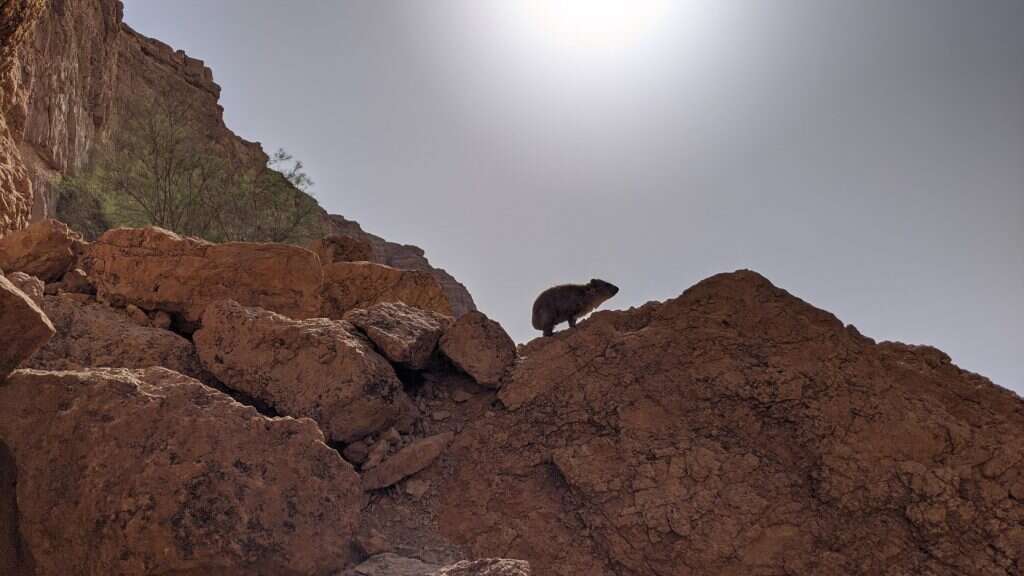 עמיעל אילני