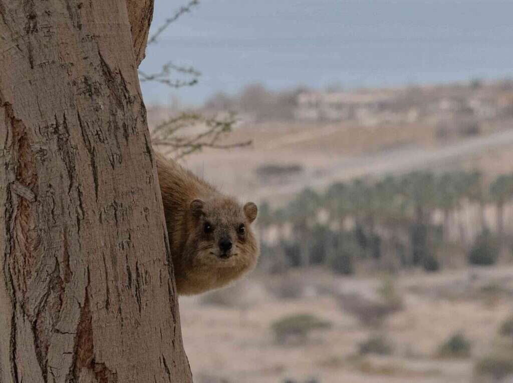 מצייתים לחוקי הרשת. שפני סלע במדבר יהודה. | עמיעל אילני
