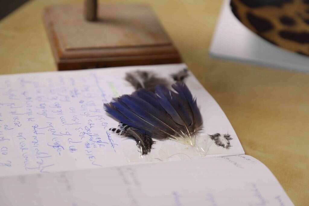 הגביע הקדוש של עולם הציפורים התאילנדי. הפיטה הכחולה
והנוצות ביומן. | יעל (פרוינד) אברהם.