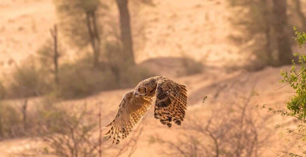 פרוותיות של שטיח. אוח. | שאטרסטוק