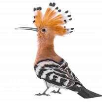 אם כבר לגור במודיעין, אז ברחוב על שם הציפור
הלאומית. דוכיפת. | שאטרסטוק