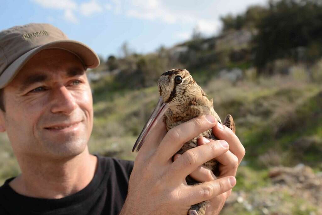 הערך הסנטימנטלי חשוב יותר ממידת הנדירות. דקס עם חרטומן יערות. | גיא לויאן