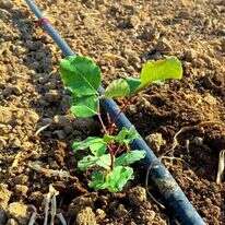 נטיעת החרובים . | עופר ברנע