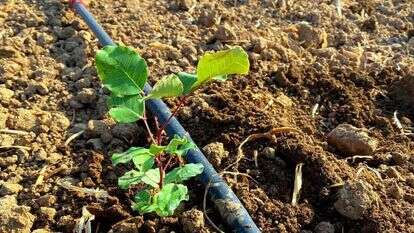 נטיעת החרובים . | עופר ברנע