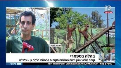בהלה בספארי. | מסך: חדשות 12