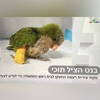 האייטם על בנט שהציל תוכי ב"חי בלילה". | מסך חדשות 12