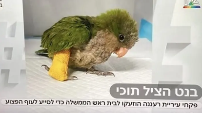 האייטם על בנט שהציל תוכי ב"חי בלילה". | מסך חדשות 12