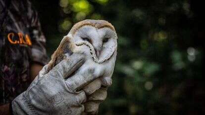 חיות ויצורים שפועלים על פי צו פנימי עמוק. | EPA