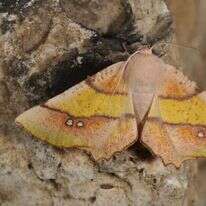 עשטאג. גם זמן איכות משפחתי וגם מידע זמין למדענים. | עוז ריטנר, מוזיאון הטבע ע"ש שטיינהרדט, אונ' תל אביב