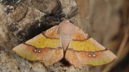 עשטאג. גם זמן איכות משפחתי וגם מידע זמין למדענים. | עוז ריטנר, מוזיאון הטבע ע"ש שטיינהרדט, אונ' תל אביב