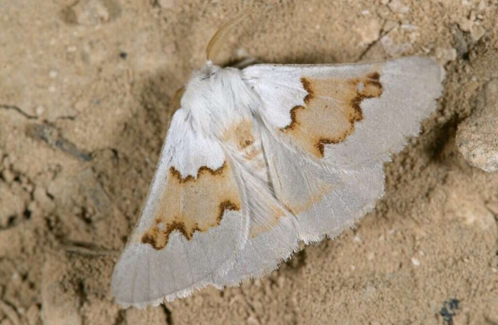 עוז ריטנר, מוזיאון הטבע ע"ש שטיינהרדט, אונ' תל אביב