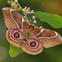 עוז ריטנר, מוזיאון הטבע ע"ש שטיינהרדט אונ' תל־אביב