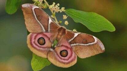 עוז ריטנר, מוזיאון הטבע ע"ש שטיינהרדט אונ' תל־אביב