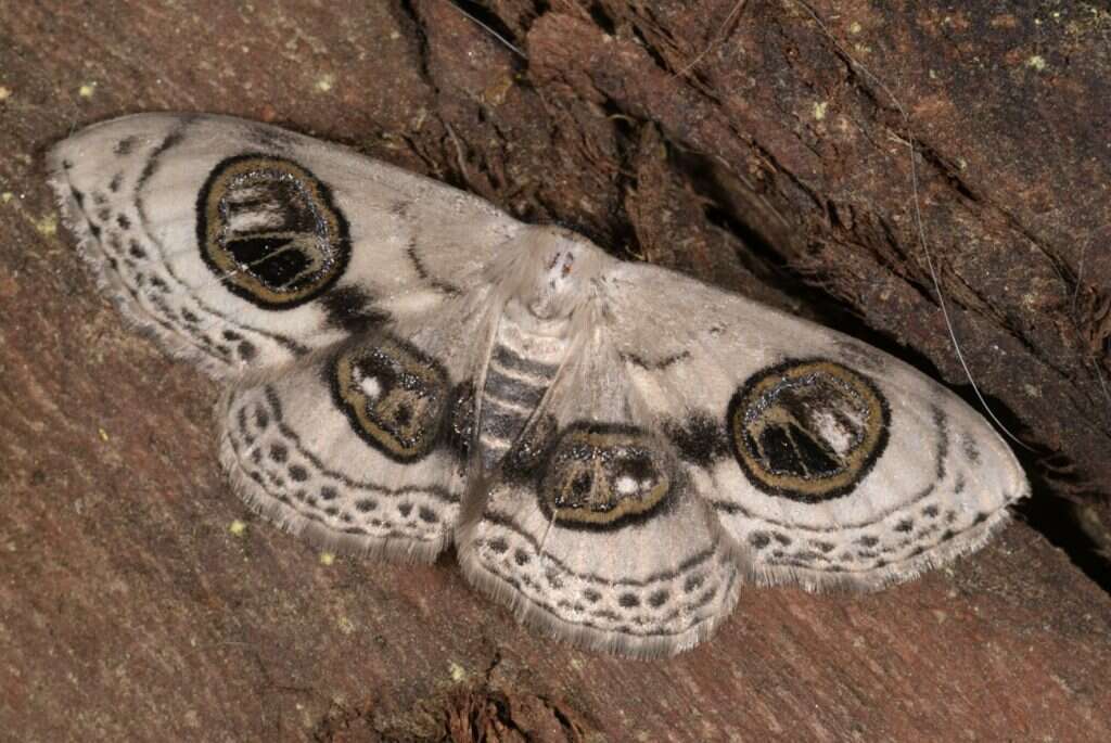 עוז ריטנר, מוזיאון הטבע ע"ש שטיינהרדט אונ' תל־אביב
