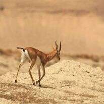 צבאים בבקעת הירדן. | מירי צחי