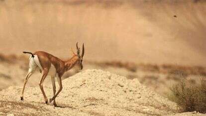 צבאים בבקעת הירדן. | מירי צחי
