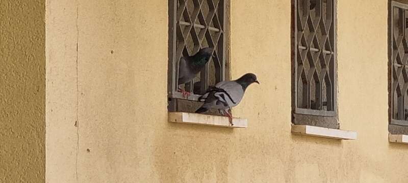 צוות ג’י הדברות