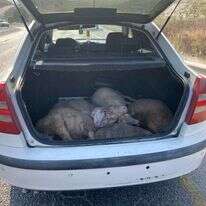 דוברות המשטרה