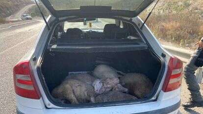 דוברות המשטרה