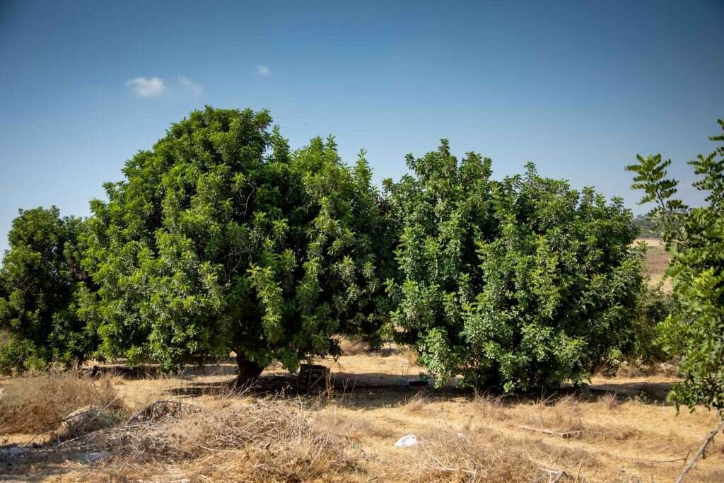 אמונה רבת שנים בפוטנציאל העץ ירוק העד. עצי חרוב באזור לטרון. | אריק סולטן