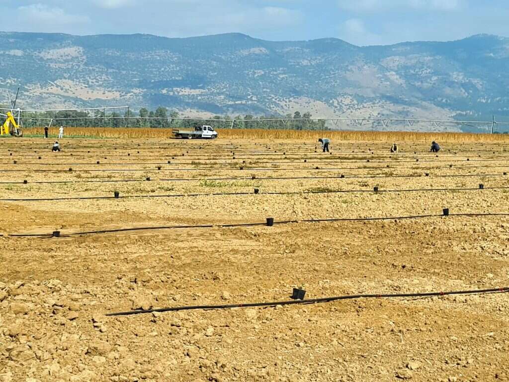 עופר ברנע, החברה לחקלאות גליל עליון