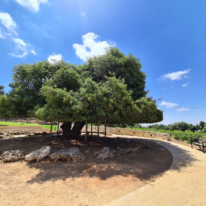 יאיר ארונשטם
