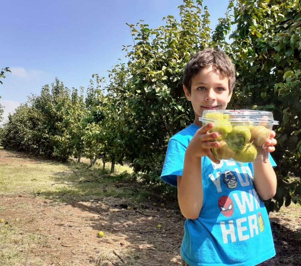 קטיף אגס אסיאני