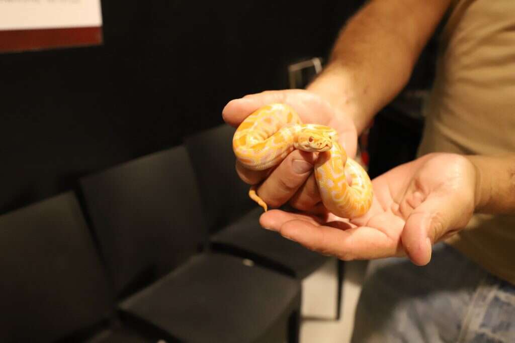 יעל( פרוינד) אברהם