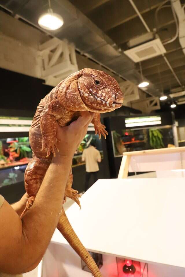 לא ממש מככב במקרא. טגו ארגנטינאי. | יעל (פרוינד) אברהם