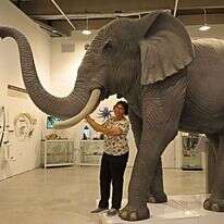 יש פיל בחדר. ד"ר סיגלית הרץ. | יעל (פרוינד) אברהם