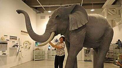 יש פיל בחדר. ד"ר סיגלית הרץ. | יעל (פרוינד) אברהם