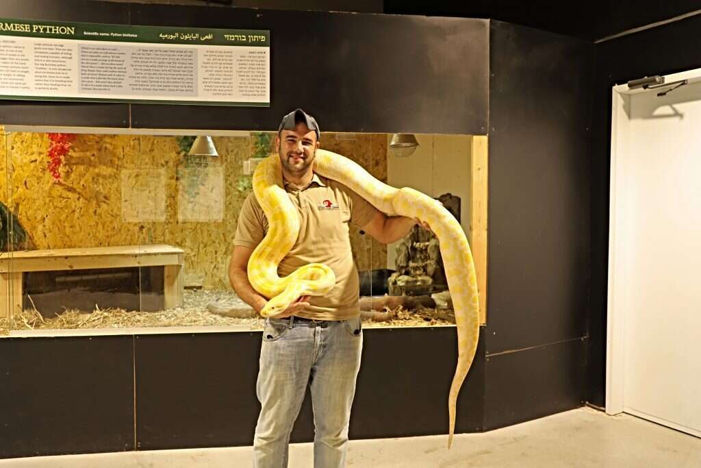 מדגימים היטב את חוקי הגנטיקה. חיים עם הנחשה שיינה והצאצאים. | יעל (פרוינד) אברהם