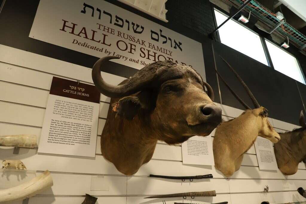 יעל (פרוינד) אברהם