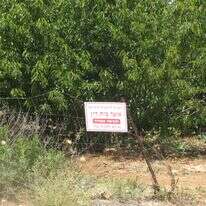 מטע שמטופל בשמיטה על פי "אוצר בית דין". | יעקב, מתוך ויקיפדיה