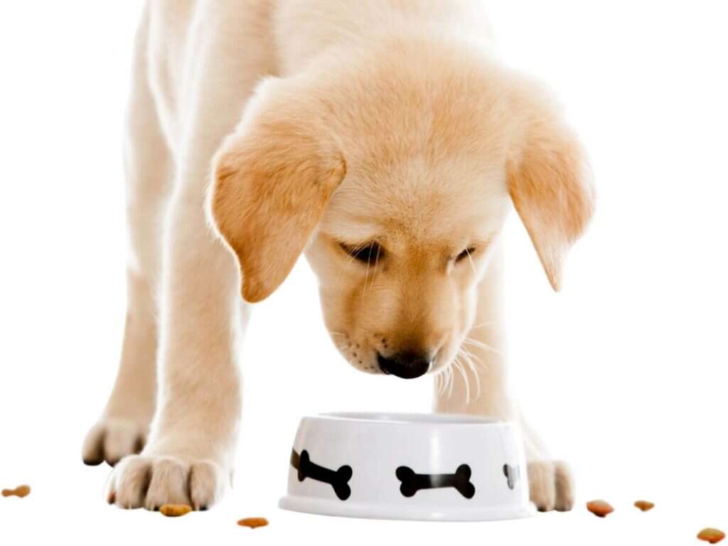 אוכל לגורי כלבים