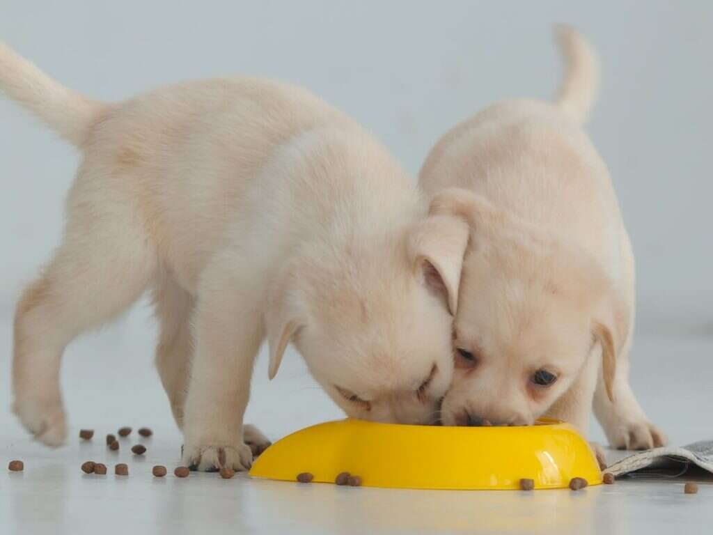 מזון לגורי כלבים
