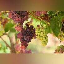 תרגול הנטישה אחת לשבע שנים מסייע לנו להבין כיצד לתפוס את מקומנו בבריאה. כרם בלכיש. | מנדי הכטמן, פלאש 90