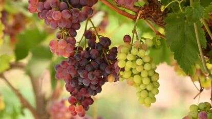 תרגול הנטישה אחת לשבע שנים מסייע לנו להבין כיצד לתפוס את מקומנו בבריאה. כרם בלכיש. | מנדי הכטמן, פלאש 90