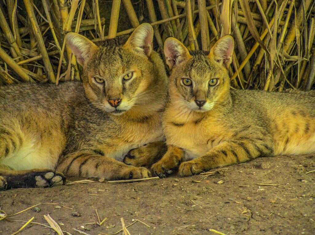 פיתחו מניירות של ידוענים. חתולי הביצות באפי וביצון. | ליאור אלפרט
