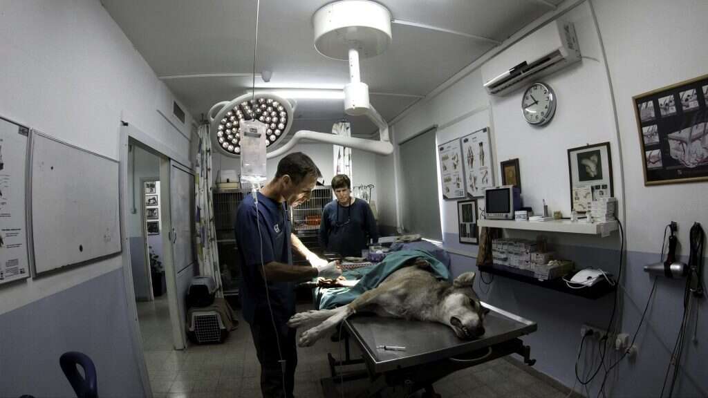 אהבת החיות חדרה את קירות בית הילדים. ד"ר ניר אלפרט מטפל ברגלו של הזאב אוג, האב משה צופה מהצד. | ליאור אלפרט