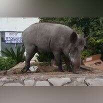 חזיר בר בחיפה. | מסך מתוך ערוץ היוטיוב של ynet