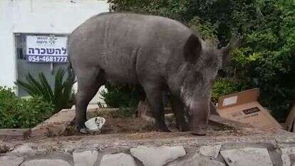 חזיר בר בחיפה. | מסך מתוך ערוץ היוטיוב של ynet