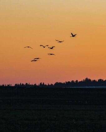 זריחה בשדות עמק יזרעאל. | ענת הרמוני, פלאש 90