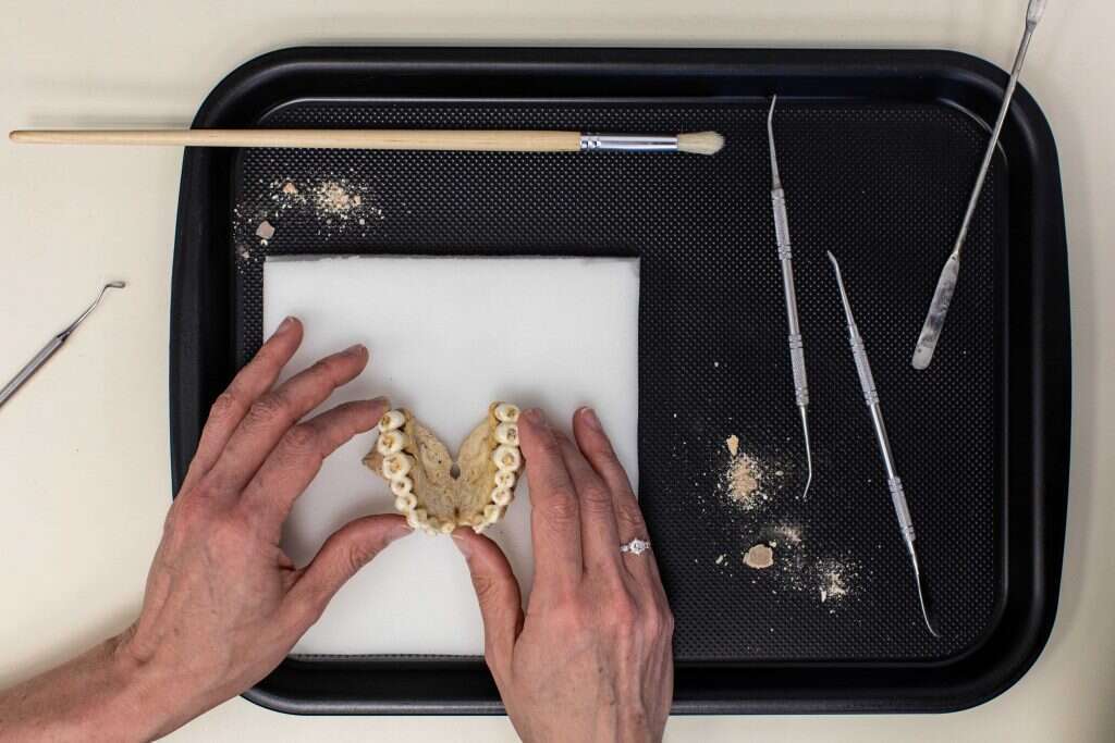 ד"ר רחל שריג. | אבישג שאר־ ישוב